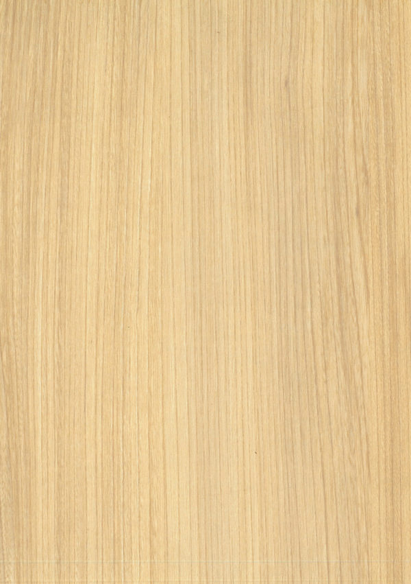 Senz Elm